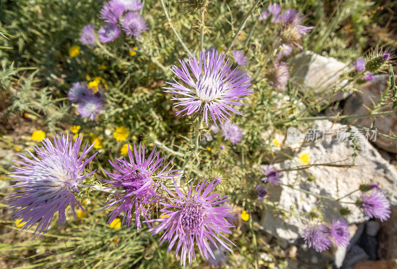 紫奶蓟(Galactites tomentosus)在希腊克里特岛的Rethymno省